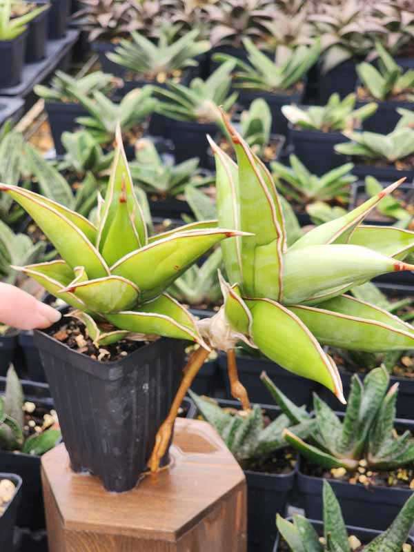 Unusual Walking Pinguicula Snake Plant (sansevieria)
