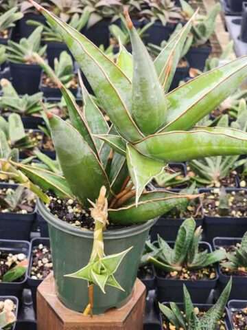 Lg. Unusual Walking Pinguicula Snake Plant (sansevieria)