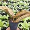 Popular Kirkii Pulchra Coppertone Snake Plant (sansevieria kirkii)