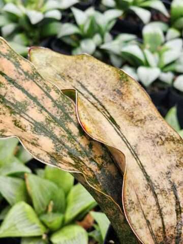 Alternative view of Popular Kirkii Pulchra Coppertone Snake Plant (sansevieria kirkii)