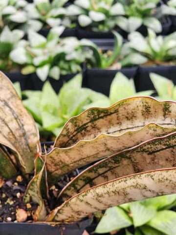 Alternative view of Lg. Kirkii Pulchra Coppertone Snake Plant (sansevieria kirkii)
