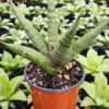 Lg. Red Cheekie Snake Plant (sansevieria hybrid)