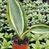 Lg. Beautiful Wide Leaf Variegated Masoniana Splendens Snake Plant (sansevieria)