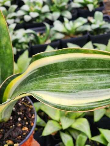 Alternative view of Lg. Beautiful Wide Leaf Variegated Masoniana Splendens Snake Plant (sansevieria)