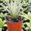 Lg. Stormy Silver Snake Plant (sansevieria hybrid)