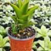 Lg. Jade Tower Snake Plant (sansevieria hybrid)