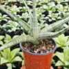 Lg. King Trident Snake Plant (sansevieria hybrid)