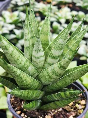 Lg. Xana Chaicana Snake Plant (sansevieria hybrid)