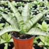 Lg. Dark Zebra Snake Plant (sansevieria hybrid)