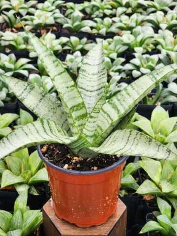 Lg. Dark Zebra Snake Plant (sansevieria hybrid)