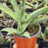 Lg. Rare Single Plane Growth New Zealand Fan Snake Plant (sansevieria)