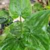 Lg. Jade Spoon Elephant Ear Plant (alocasia cucullata)