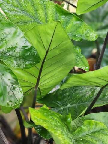Alternative view of Lg. Dark Star Elephant Ear Plant (alocasia)