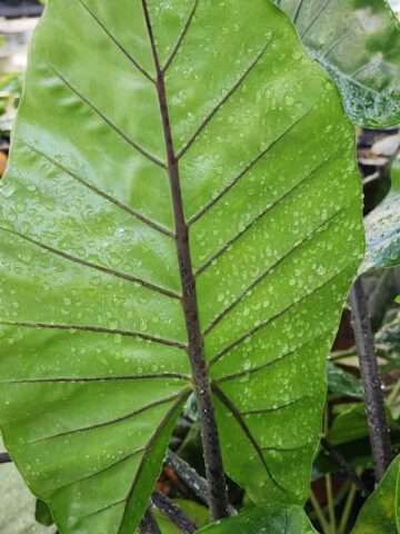 Lg. Dark Star Elephant Ear Plant (alocasia)