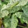 Lg. Ice Queen Elephant Ear (alocasia)