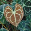 Lg. Anthurium Clarinervium Plant