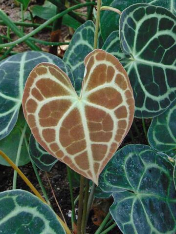 Lg. Anthurium Clarinervium Plant