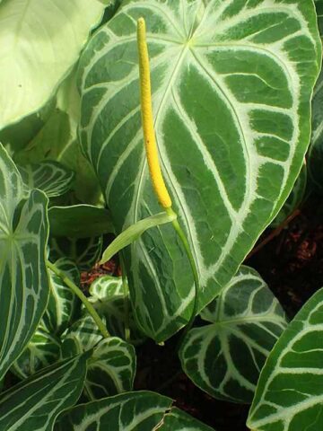 Lg. Anthurium Crystallinum Plant
