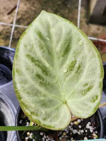 Lg. Anthurium Silver Bush Plant