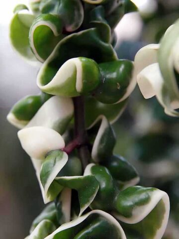 Hoya Variegated Carnosa Compacta Hindu Rope Plant