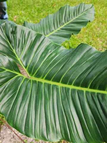Alternative view of Lg. Philodendron Deflexum / Megalophyllum Plant