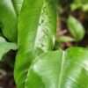 Lg. Rhaphidophora Megaphylla Plant