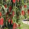 Lg. Pams Pom Pom Bottlebrush Tree (callistemon citrinus)