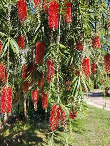Lg. Pams Pom Pom Bottlebrush Tree (callistemon citrinus)