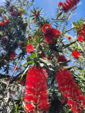 Alternative view of Lg. Pams Pom Pom Bottlebrush Tree (callistemon citrinus)