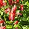 Pink Shrimp Plants (justicia brandegeana)