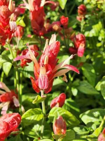 Pink Shrimp Plants (justicia brandegeana)