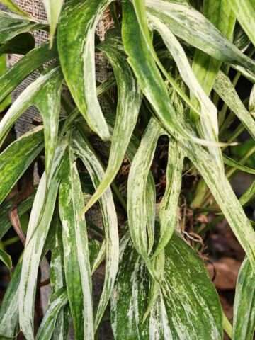 Alternative view of Amydrium Zippelianum Variegata Plant (aroid sp.)