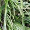 Amydrium Zippelianum Variegata Plant (aroid sp.)