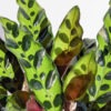 Calathea Lancifolia Plant