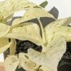 Monstera Adansonii Laniata Mint Variegated Plant
