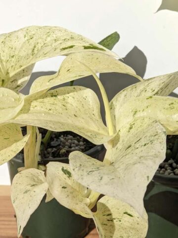 Monstera Adansonii Laniata Mint Variegated Plant