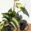 Monstera Adansonii Laniata Variegated Plant