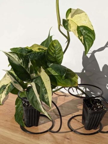 Alternative view of Monstera Adansonii Laniata Variegated Plant