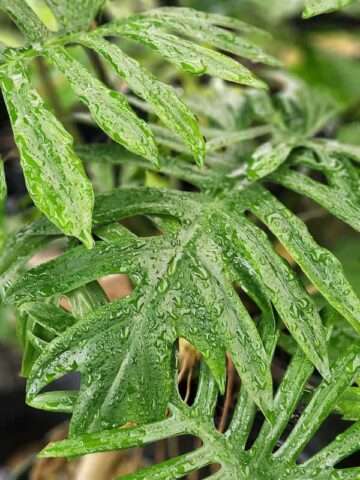 Alternative view of Lg. Philodendron Angustisectum Skeleton Plant