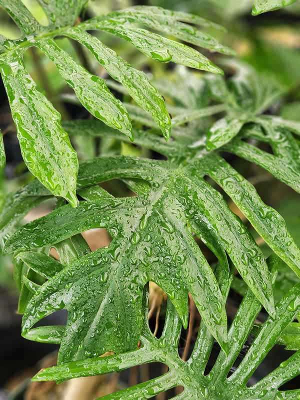 Lg. Philodendron Angustisectum Skeleton Plant - Image 2