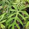 Lg. Philodendron Angustisectum Skeleton Plant