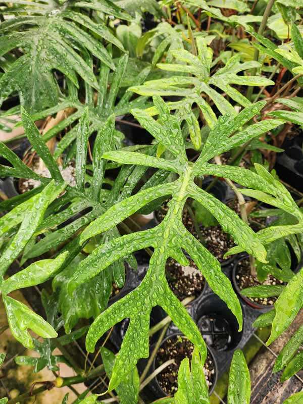 Lg. Philodendron Angustisectum Skeleton Plant