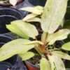 Philodendron Bipennifolium Mottled Whipple Way Plant