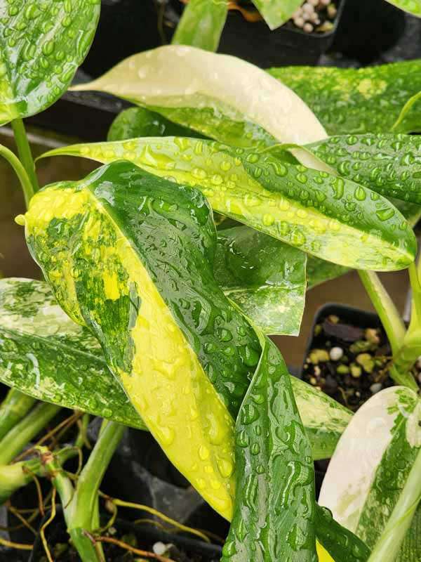 Philodendron Domesticum Variegatum Plant - Image 4