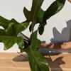 Lg. Philodendron Florida Bronze Plant