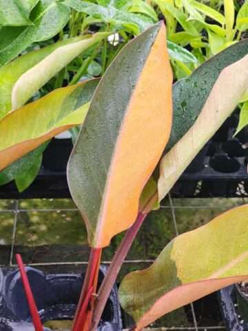Lg. Philodendron Firebird Plant - Image 8