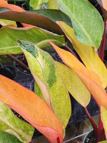 Lg. Philodendron Firebird Plant - Image 7