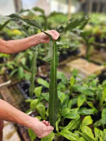 Lg. Philodendron Longilobatum Leylano Miyano Plant