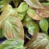 Philodendron Velvet Micans Plant