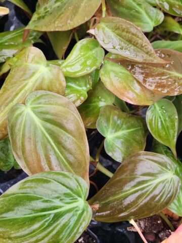 Philodendron Velvet Micans Plant